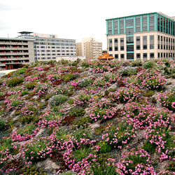 Green Roof - ASLA Pink Bloom